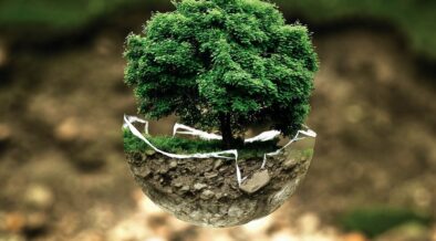 ornitologia a termoizolacja