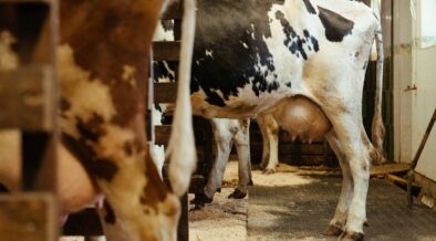 zapalenie wymion u krow leczenie